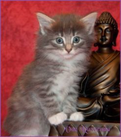 Kätzchen Audrey Hepburn von den Norwegischen Waldkatzen von Ruwenda