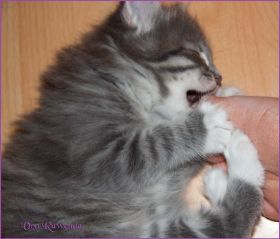 Kätzchen Audrey Hepburn von den Norwegischen Waldkatzen von Ruwenda