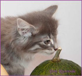 Kätzchen Audrey Hepburn von den Norwegischen Waldkatzen von Ruwenda