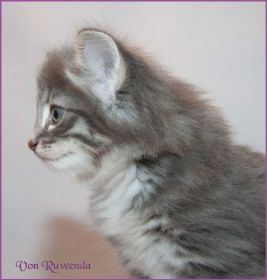 Kätzchen Audrey Hepburn von den Norwegischen Waldkatzen von Ruwenda