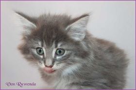 Kätzchen Audrey Hepburn von den Norwegischen Waldkatzen von Ruwenda