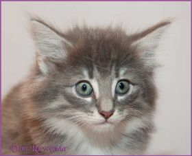 Kätzchen Audrey Hepburn von den Norwegischen Waldkatzen von Ruwenda