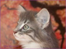 Kätzchen Audrey Hepburn von den Norwegischen Waldkatzen von Ruwenda