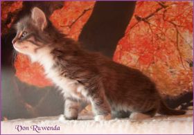 Kätzchen Audrey Hepburn von den Norwegischen Waldkatzen von Ruwenda