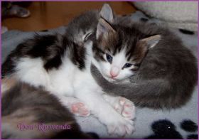 Katerchen Cary Grant von den Norwegischen Waldkatzen von Ruwenda