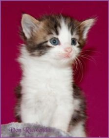 Katerchen Cary Grant von den Norwegischen Waldkatzen von Ruwenda