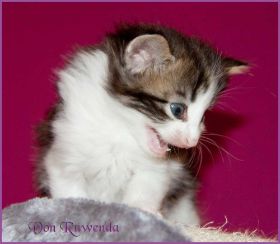 Katerchen Cary Grant von den Norwegischen Waldkatzen von Ruwenda