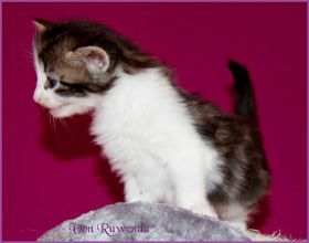 Katerchen Cary Grant von den Norwegischen Waldkatzen von Ruwenda