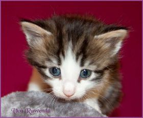 Katerchen Cary Grant von den Norwegischen Waldkatzen von Ruwenda