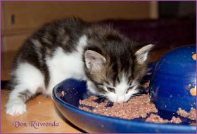 Katerchen Cary Grant von den Norwegischen Waldkatzen von Ruwenda