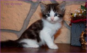 Katerchen Cary Grant von den Norwegischen Waldkatzen von Ruwenda