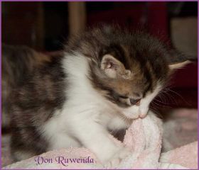 Katerchen Cary Grant von den Norwegischen Waldkatzen von Ruwenda