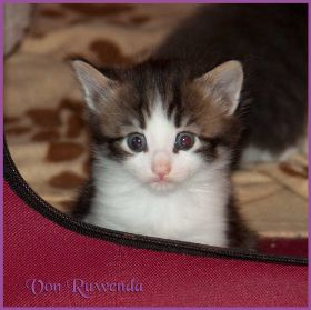 Katerchen Cary Grant von den Norwegischen Waldkatzen von Ruwenda