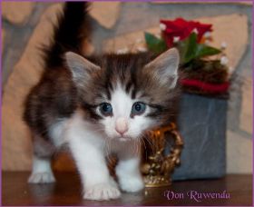 Katerchen Cary Grant von den Norwegischen Waldkatzen von Ruwenda