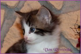 Katerchen Cary Grant von den Norwegischen Waldkatzen von Ruwenda