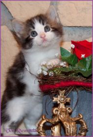 Katerchen Cary Grant von den Norwegischen Waldkatzen von Ruwenda