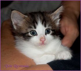 Katerchen Cary Grant von den Norwegischen Waldkatzen von Ruwenda