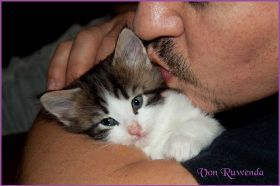 Katerchen Cary Grant von den Norwegischen Waldkatzen von Ruwenda