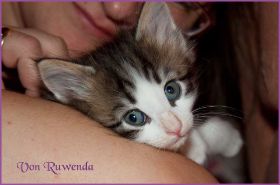 Katerchen Cary Grant von den Norwegischen Waldkatzen von Ruwenda