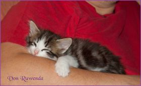 Katerchen Cary Grant von den Norwegischen Waldkatzen von Ruwenda