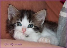 Katerchen Cary Grant von den Norwegischen Waldkatzen von Ruwenda