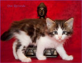 Katerchen Cary Grant von den Norwegischen Waldkatzen von Ruwenda