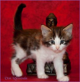 Katerchen Cary Grant von den Norwegischen Waldkatzen von Ruwenda