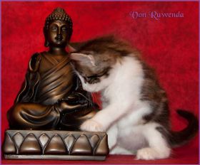 Katerchen Cary Grant von den Norwegischen Waldkatzen von Ruwenda