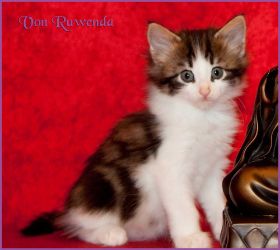 Katerchen Cary Grant von den Norwegischen Waldkatzen von Ruwenda