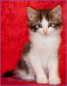 Katerchen Cary Grant von den Norwegischen Waldkatzen von Ruwenda