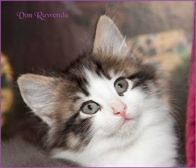 Katerchen Cary Grant von den Norwegischen Waldkatzen von Ruwenda