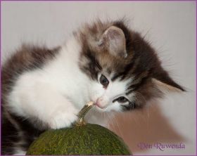 Katerchen Cary Grant von den Norwegischen Waldkatzen von Ruwenda