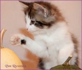 Katerchen Cary Grant von den Norwegischen Waldkatzen von Ruwenda