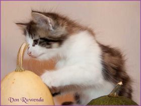 Katerchen Cary Grant von den Norwegischen Waldkatzen von Ruwenda