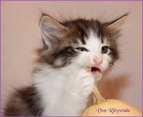 Katerchen Cary Grant von den Norwegischen Waldkatzen von Ruwenda