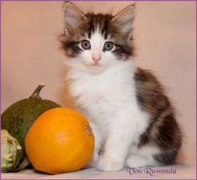 Katerchen Cary Grant von den Norwegischen Waldkatzen von Ruwenda