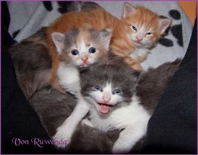 Kitten G-Wurf von den Norwegischen Waldkatzen von Ruwenda