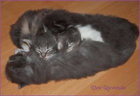 Kitten G-Wurf von den Norwegischen Waldkatzen von Ruwenda