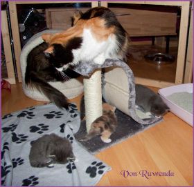 Kitten G-Wurf von den Norwegischen Waldkatzen von Ruwenda