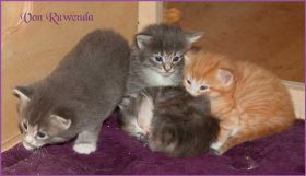 Kitten G-Wurf von den Norwegischen Waldkatzen von Ruwenda