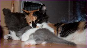 Kitten G-Wurf von den Norwegischen Waldkatzen von Ruwenda