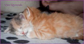 Kitten G-Wurf von den Norwegischen Waldkatzen von Ruwenda