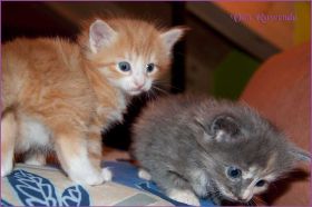 Kitten G-Wurf von den Norwegischen Waldkatzen von Ruwenda