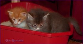 G-Wurf von den Norwegischen Waldkatzen von Ruwenda