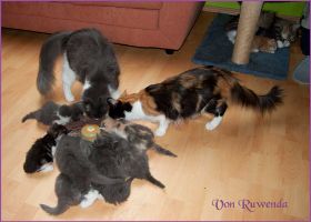 G-Wurf von den Norwegischen Waldkatzen von Ruwenda