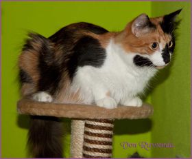 G-Wurf von den Norwegischen Waldkatzen von Ruwenda