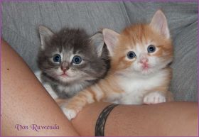 G-Wurf von den Norwegischen Waldkatzen von Ruwenda