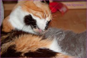 G-Wurf von den Norwegischen Waldkatzen von Ruwenda