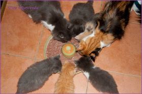 Katerchen Cary Grant von den Norwegischen Waldkatzen von Ruwenda