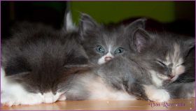 Katerchen Cary Grant von den Norwegischen Waldkatzen von Ruwenda